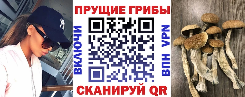Псилоцибиновые грибы MAGIC MUSHROOMS  сколько стоит  Тосно 